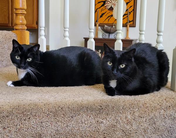 /Images/uploads/Friends of Seal Beach Animal Care Center/2022sbacc/entries/20797thumb.jpg